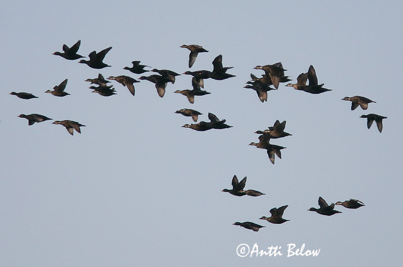 5/2006
Kirkkonummi, Finland
Avainsanat: Ànec negre Sortand Zwarte zeeëend Common Scoter Mustvaeras Mustalintu Macreuse noire Trauerente Fekete réce Hrafnsönd Orchetto marino Svartand Pato-negro Melanitta nigra Negrón Común Sjöorre