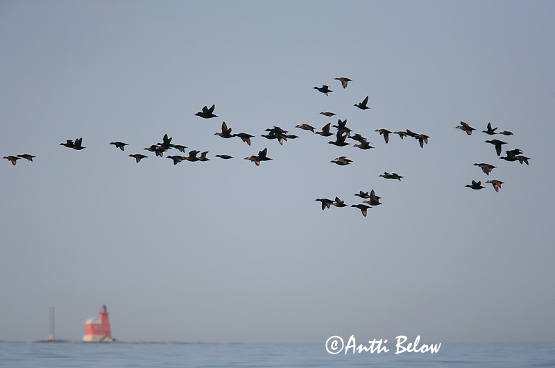 5/2006
Kirkkonummi, Finland
Avainsanat: Ànec negre Sortand Zwarte zeeëend Common Scoter Mustvaeras Mustalintu Macreuse noire Trauerente Fekete réce Hrafnsönd Orchetto marino Svartand Pato-negro Melanitta nigra Negrón Común Sjöorre