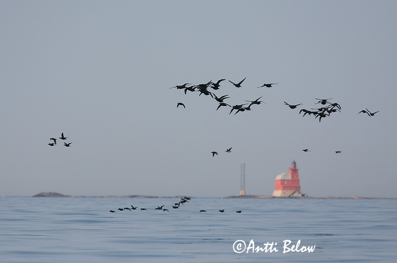 5/2006
Kirkkonummi, Finland
Avainsanat: Ànec negre Sortand Zwarte zeeëend Common Scoter Mustvaeras Mustalintu Macreuse noire Trauerente Fekete réce Hrafnsönd Orchetto marino Svartand Pato-negro Melanitta nigra Negrón Común Sjöorre
