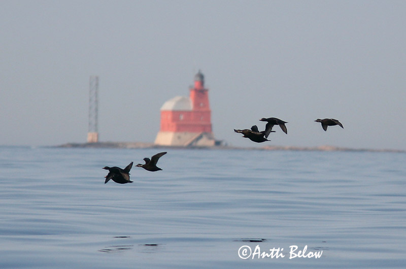 5/2006
Kirkkonummi, Finland
Avainsanat: Ànec negre Sortand Zwarte zeeëend Common Scoter Mustvaeras Mustalintu Macreuse noire Trauerente Fekete réce Hrafnsönd Orchetto marino Svartand Pato-negro Melanitta nigra Negrón Común Sjöorre