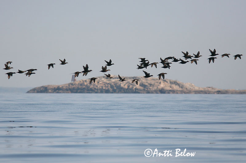 5/2006
Kirkkonummi, Finland
Avainsanat: Ànec negre Sortand Zwarte zeeëend Common Scoter Mustvaeras Mustalintu Macreuse noire Trauerente Fekete réce Hrafnsönd Orchetto marino Svartand Pato-negro Melanitta nigra Negrón Común Sjöorre