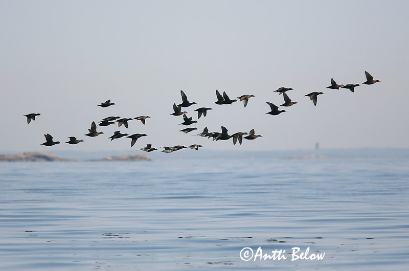 5/2006
Kirkkonummi, Finland
Avainsanat: Ànec negre Sortand Zwarte zeeëend Common Scoter Mustvaeras Mustalintu Macreuse noire Trauerente Fekete réce Hrafnsönd Orchetto marino Svartand Pato-negro Melanitta nigra Negrón Común Sjöorre