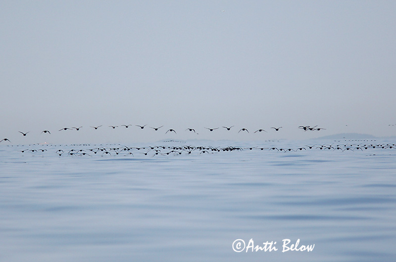 5/2006
Kirkkonummi, Finland
Avainsanat: Ànec negre Sortand Zwarte zeeëend Common Scoter Mustvaeras Mustalintu Macreuse noire Trauerente Fekete réce Hrafnsönd Orchetto marino Svartand Pato-negro Melanitta nigra Negrón Común Sjöorre