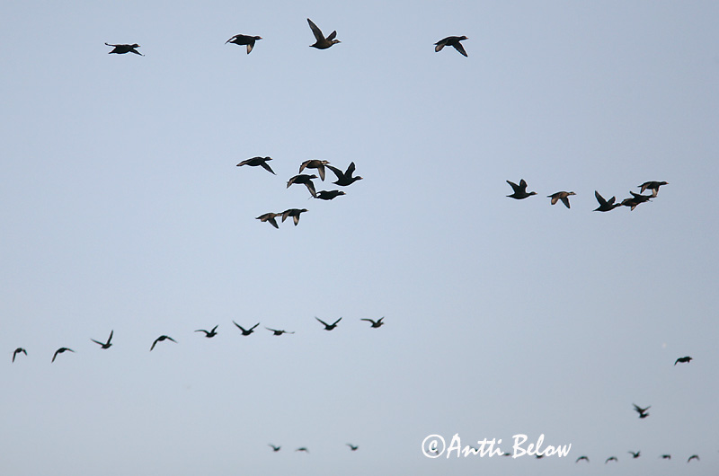 5/2006
Kirkkonummi, Finland
Avainsanat: Ànec negre Sortand Zwarte zeeëend Common Scoter Mustvaeras Mustalintu Macreuse noire Trauerente Fekete réce Hrafnsönd Orchetto marino Svartand Pato-negro Melanitta nigra Negrón Común Sjöorre