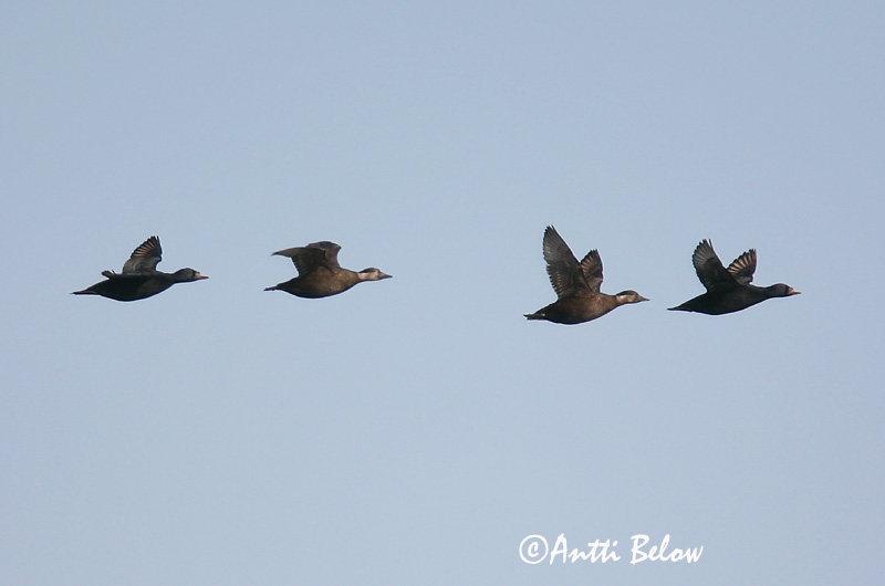 5/2006
Kirkkonummi, Finland
Avainsanat: Ànec negre Sortand Zwarte zeeëend Common Scoter Mustvaeras Mustalintu Macreuse noire Trauerente Fekete réce Hrafnsönd Orchetto marino Svartand Pato-negro Melanitta nigra Negrón Común Sjöorre