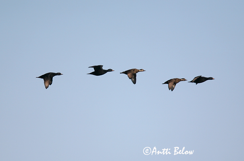 5/2006
Kirkkonummi, Finland
Avainsanat: Ànec negre Sortand Zwarte zeeëend Common Scoter Mustvaeras Mustalintu Macreuse noire Trauerente Fekete réce Hrafnsönd Orchetto marino Svartand Pato-negro Melanitta nigra Negrón Común Sjöorre