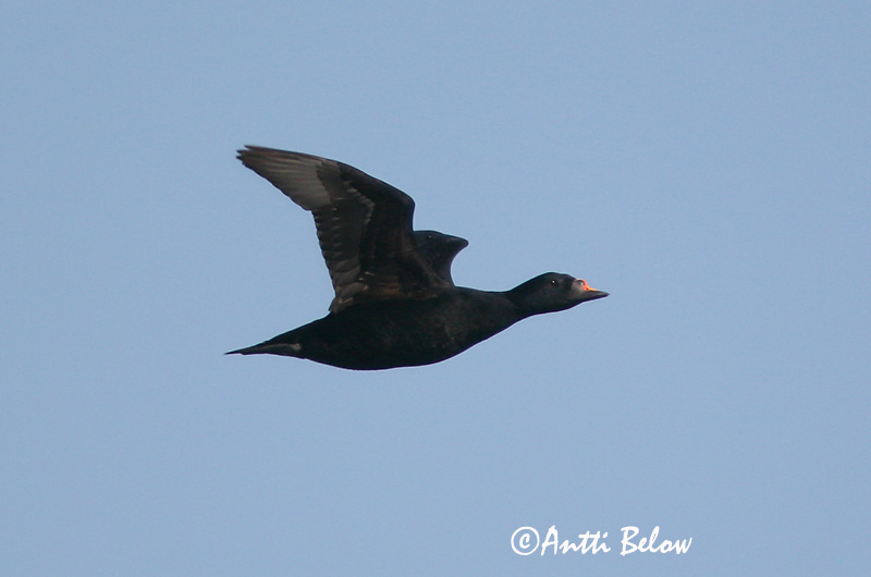 5/2006
Kirkkonummi, Finland
Avainsanat: Ànec negre Sortand Zwarte zeeëend Common Scoter Mustvaeras Mustalintu Macreuse noire Trauerente Fekete réce Hrafnsönd Orchetto marino Svartand Pato-negro Melanitta nigra Negrón Común Sjöorre