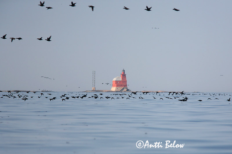 5/2006
Kirkkonummi, Finland
Avainsanat: Ànec negre Sortand Zwarte zeeëend Common Scoter Mustvaeras Mustalintu Macreuse noire Trauerente Fekete réce Hrafnsönd Orchetto marino Svartand Pato-negro Melanitta nigra Negrón Común Sjöorre