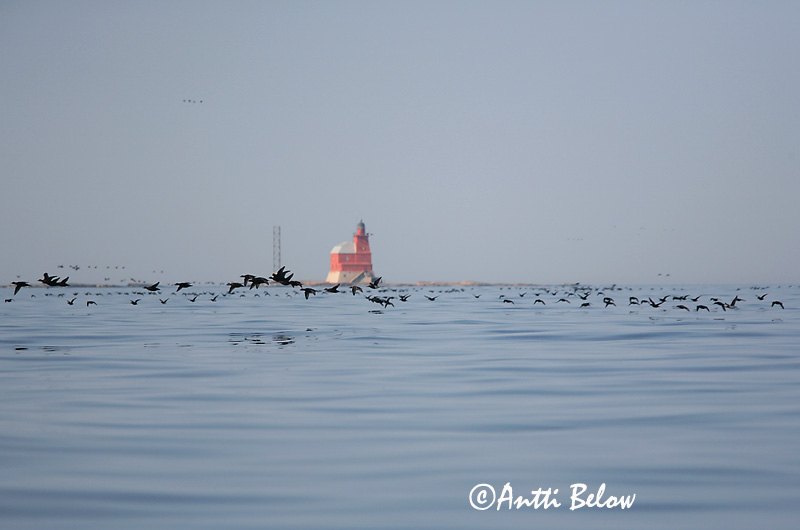 5/2006
Kirkkonummi, Finland
Avainsanat: Ànec negre Sortand Zwarte zeeëend Common Scoter Mustvaeras Mustalintu Macreuse noire Trauerente Fekete réce Hrafnsönd Orchetto marino Svartand Pato-negro Melanitta nigra Negrón Común Sjöorre