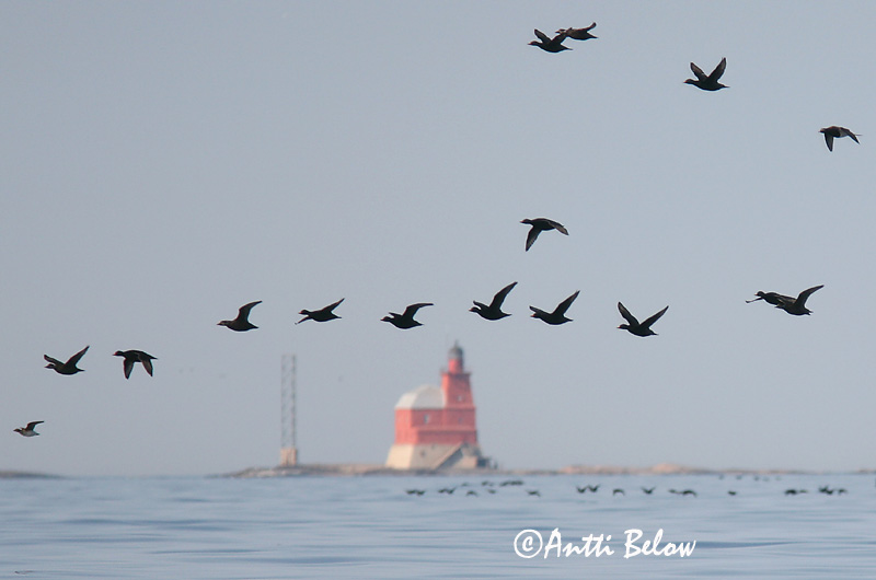 5/2006
Kirkkonummi, Finland
Avainsanat: Ànec negre Sortand Zwarte zeeëend Common Scoter Mustvaeras Mustalintu Macreuse noire Trauerente Fekete réce Hrafnsönd Orchetto marino Svartand Pato-negro Melanitta nigra Negrón Común Sjöorre