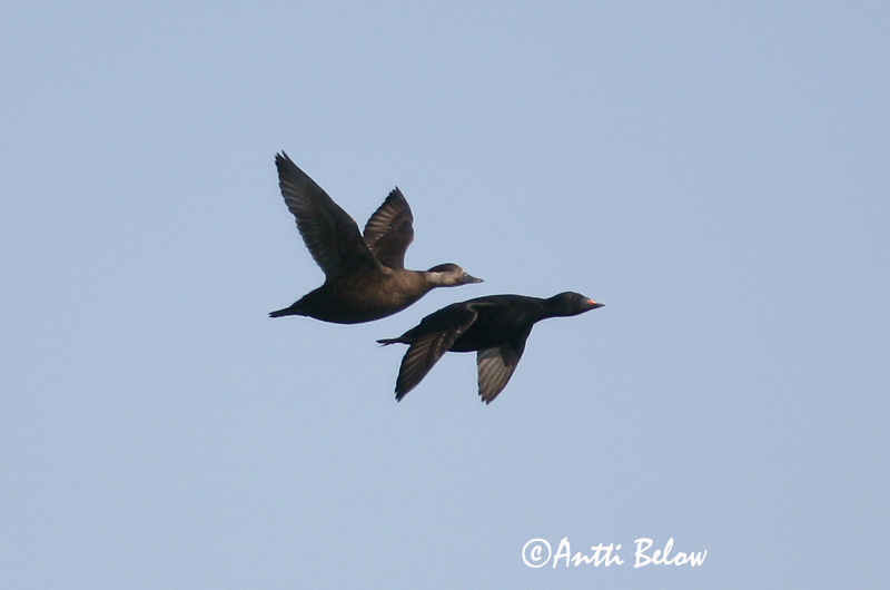 5/2006
Kirkkonummi, Finland
Avainsanat: Ànec negre Sortand Zwarte zeeëend Common Scoter Mustvaeras Mustalintu Macreuse noire Trauerente Fekete réce Hrafnsönd Orchetto marino Svartand Pato-negro Melanitta nigra Negrón Común Sjöorre