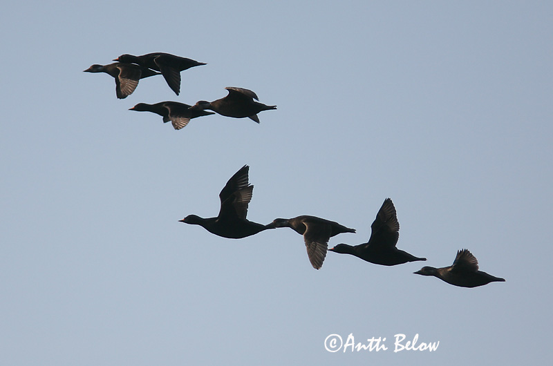 5/2006
Kirkkonummi, Finland
Avainsanat: Ànec negre Sortand Zwarte zeeëend Common Scoter Mustvaeras Mustalintu Macreuse noire Trauerente Fekete réce Hrafnsönd Orchetto marino Svartand Pato-negro Melanitta nigra Negrón Común Sjöorre