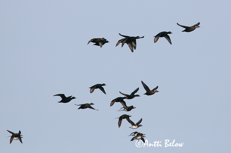 5/2006
Kirkkonummi, Finland
Avainsanat: Ànec negre Sortand Zwarte zeeëend Common Scoter Mustvaeras Mustalintu Macreuse noire Trauerente Fekete réce Hrafnsönd Orchetto marino Svartand Pato-negro Melanitta nigra Negrón Común Sjöorre