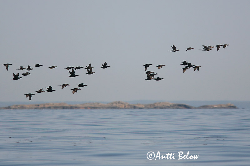 5/2006
Kirkkonummi, Finland
Avainsanat: Ànec negre Sortand Zwarte zeeëend Common Scoter Mustvaeras Mustalintu Macreuse noire Trauerente Fekete réce Hrafnsönd Orchetto marino Svartand Pato-negro Melanitta nigra Negrón Común Sjöorre