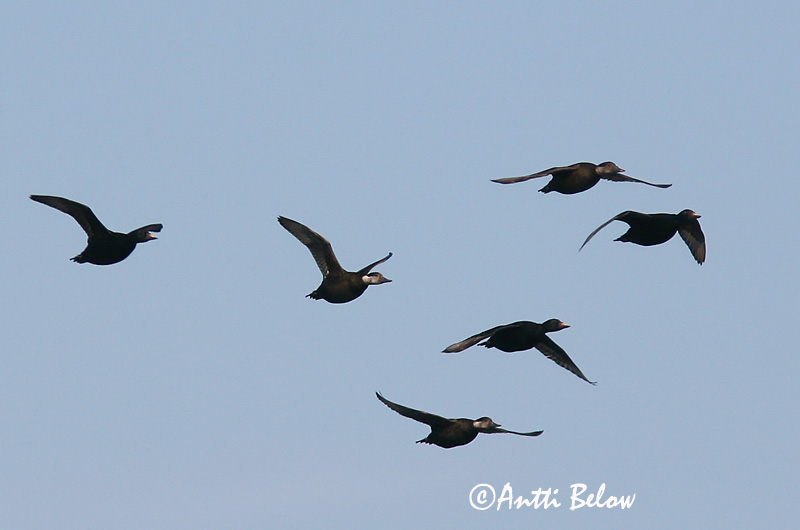 5/2006
Kirkkonummi, Finland
Avainsanat: Ànec negre Sortand Zwarte zeeëend Common Scoter Mustvaeras Mustalintu Macreuse noire Trauerente Fekete réce Hrafnsönd Orchetto marino Svartand Pato-negro Melanitta nigra Negrón Común Sjöorre