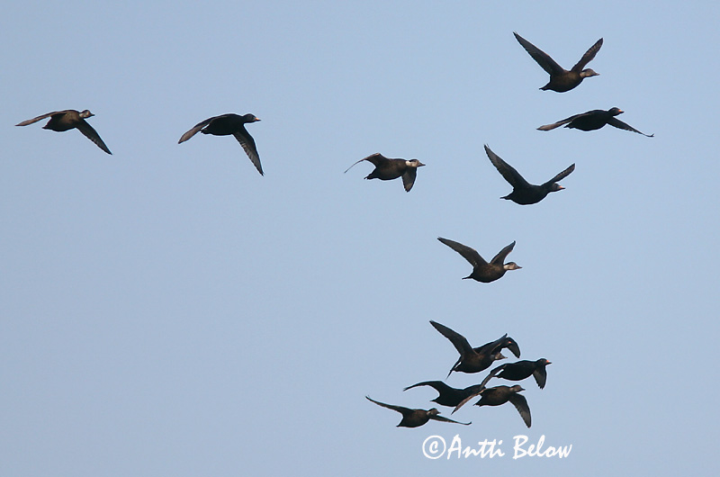 5/2006
Kirkkonummi, Finland
Avainsanat: Ànec negre Sortand Zwarte zeeëend Common Scoter Mustvaeras Mustalintu Macreuse noire Trauerente Fekete réce Hrafnsönd Orchetto marino Svartand Pato-negro Melanitta nigra Negrón Común Sjöorre