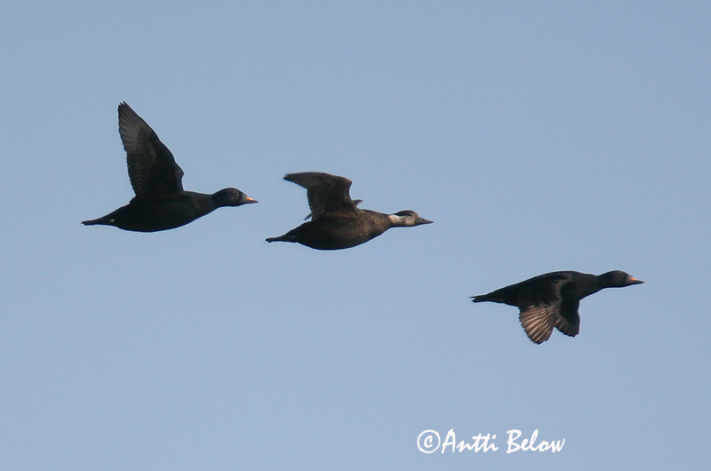 5/2006
Kirkkonummi, Finland
Avainsanat: Ànec negre Sortand Zwarte zeeëend Common Scoter Mustvaeras Mustalintu Macreuse noire Trauerente Fekete réce Hrafnsönd Orchetto marino Svartand Pato-negro Melanitta nigra Negrón Común Sjöorre
