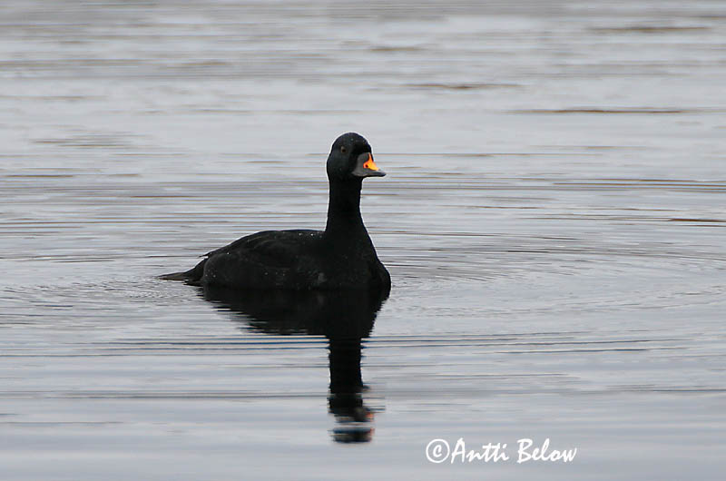 Avainsanat: Ànec negre Sortand Zwarte zeeëend Common Scoter Mustvaeras Mustalintu Macreuse noire Trauerente Fekete réce Hrafnsönd Orchetto marino Svartand Pato-negro Melanitta nigra Negrón Común Sjöorre