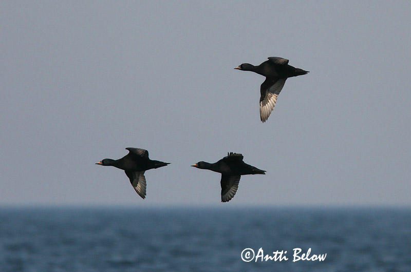 5/2006
Lågskär, Finland
Avainsanat: Ànec negre Sortand Zwarte zeeëend Common Scoter Mustvaeras Mustalintu Macreuse noire Trauerente Fekete réce Hrafnsönd Orchetto marino Svartand Pato-negro Melanitta nigra Negrón Común Sjöorre