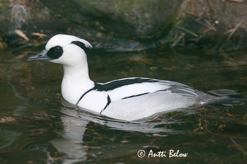 in Zoo
Avainsanat: Lille skallesluger Nonnetje Smew Väikekoskel Uivelo Harle piette Zwergsäger Kis bukó Hvítönd Pesciaiola Lappfiskand Merganso-pequeno Mergus albellus Serreta Chica Salskrake