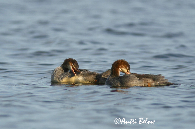 Avainsanat: Bec de serra gros Stor skallesluger Grote zaagbek Goosander Jääkoskel Isokoskelo Harle bièvre Gänsesäger Nagy bukó Gulönd Smergo maggiore Laksand Merganso-grande Mergus merganser Serreta Grande Storskrake
