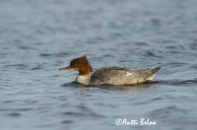 Avainsanat: Bec de serra gros Stor skallesluger Grote zaagbek Goosander Jääkoskel Isokoskelo Harle bièvre Gänsesäger Nagy bukó Gulönd Smergo maggiore Laksand Merganso-grande Mergus merganser Serreta Grande Storskrake