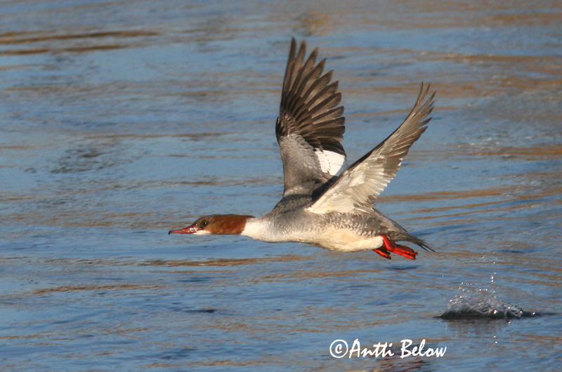 Avainsanat: Bec de serra gros Stor skallesluger Grote zaagbek Goosander Jääkoskel Isokoskelo Harle bièvre Gänsesäger Nagy bukó Gulönd Smergo maggiore Laksand Merganso-grande Mergus merganser Serreta Grande Storskrake