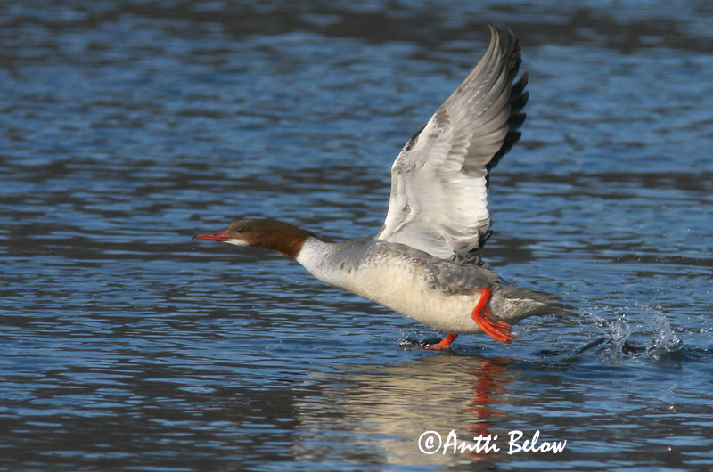 Avainsanat: Bec de serra gros Stor skallesluger Grote zaagbek Goosander Jääkoskel Isokoskelo Harle bièvre Gänsesäger Nagy bukó Gulönd Smergo maggiore Laksand Merganso-grande Mergus merganser Serreta Grande Storskrake