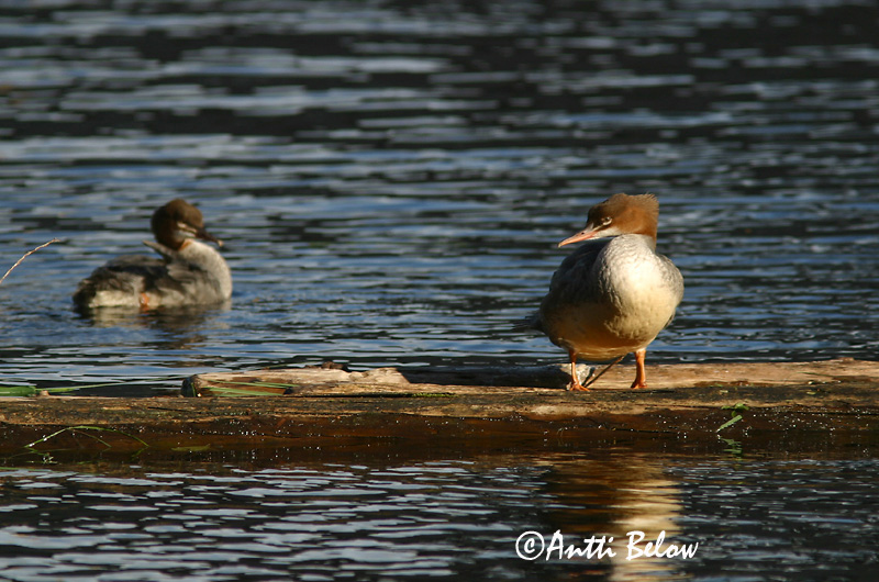 Avainsanat: Bec de serra gros Stor skallesluger Grote zaagbek Goosander Jääkoskel Isokoskelo Harle bièvre Gänsesäger Nagy bukó Gulönd Smergo maggiore Laksand Merganso-grande Mergus merganser Serreta Grande Storskrake