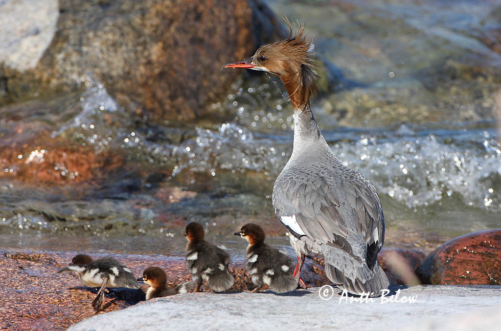 Avainsanat: Bec de serra gros Stor skallesluger Grote zaagbek Goosander Jääkoskel Isokoskelo Harle bièvre Gänsesäger Nagy bukó Gulönd Smergo maggiore Laksand Merganso-grande Mergus merganser Serreta Grande Storskrake