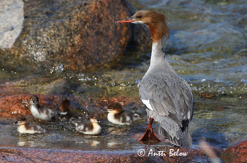Avainsanat: Bec de serra gros Stor skallesluger Grote zaagbek Goosander Jääkoskel Isokoskelo Harle bièvre Gänsesäger Nagy bukó Gulönd Smergo maggiore Laksand Merganso-grande Mergus merganser Serreta Grande Storskrake