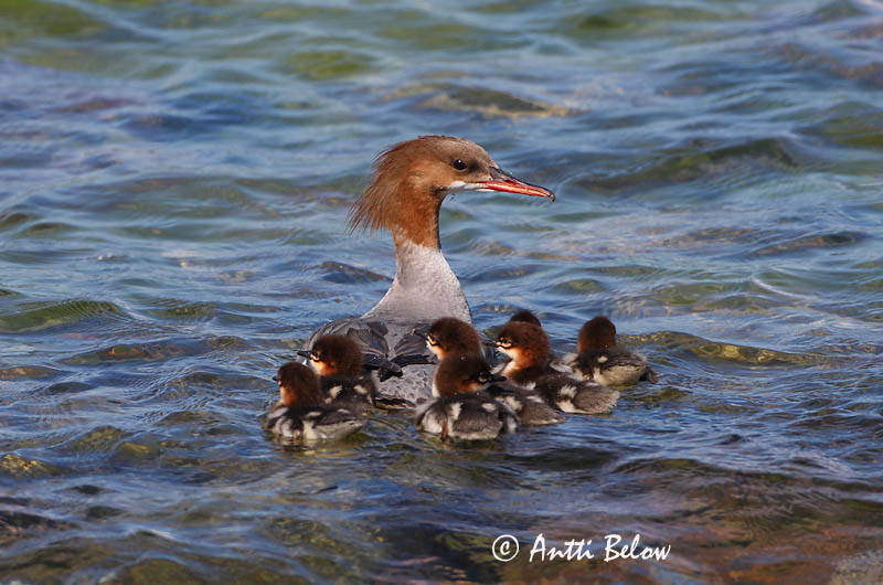 Avainsanat: Bec de serra gros Stor skallesluger Grote zaagbek Goosander Jääkoskel Isokoskelo Harle bièvre Gänsesäger Nagy bukó Gulönd Smergo maggiore Laksand Merganso-grande Mergus merganser Serreta Grande Storskrake