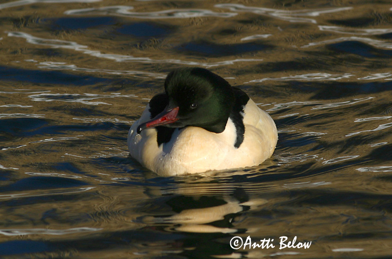 Avainsanat: Bec de serra gros Stor skallesluger Grote zaagbek Goosander Jääkoskel Isokoskelo Harle bièvre Gänsesäger Nagy bukó Gulönd Smergo maggiore Laksand Merganso-grande Mergus merganser Serreta Grande Storskrake