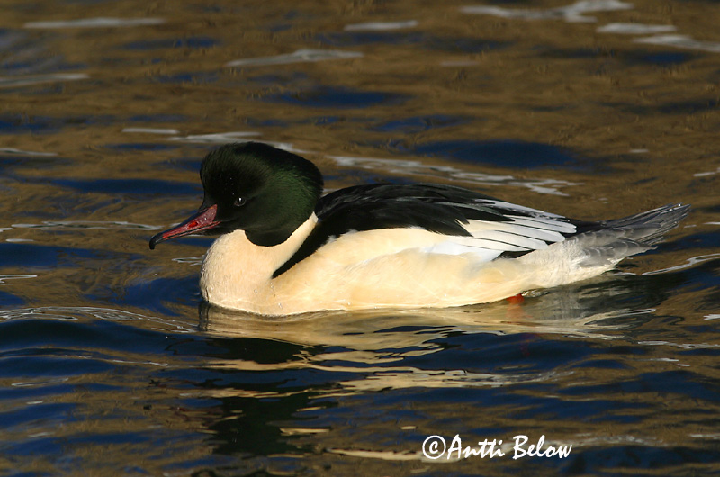 Avainsanat: Bec de serra gros Stor skallesluger Grote zaagbek Goosander Jääkoskel Isokoskelo Harle bièvre Gänsesäger Nagy bukó Gulönd Smergo maggiore Laksand Merganso-grande Mergus merganser Serreta Grande Storskrake