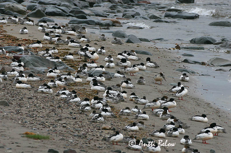 Avainsanat: Bec de serra gros Stor skallesluger Grote zaagbek Goosander Jääkoskel Isokoskelo Harle bièvre Gänsesäger Nagy bukó Gulönd Smergo maggiore Laksand Merganso-grande Mergus merganser Serreta Grande Storskrake