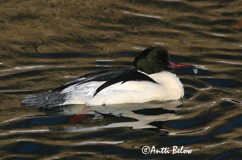 Avainsanat: Bec de serra gros Stor skallesluger Grote zaagbek Goosander Jääkoskel Isokoskelo Harle bièvre Gänsesäger Nagy bukó Gulönd Smergo maggiore Laksand Merganso-grande Mergus merganser Serreta Grande Storskrake