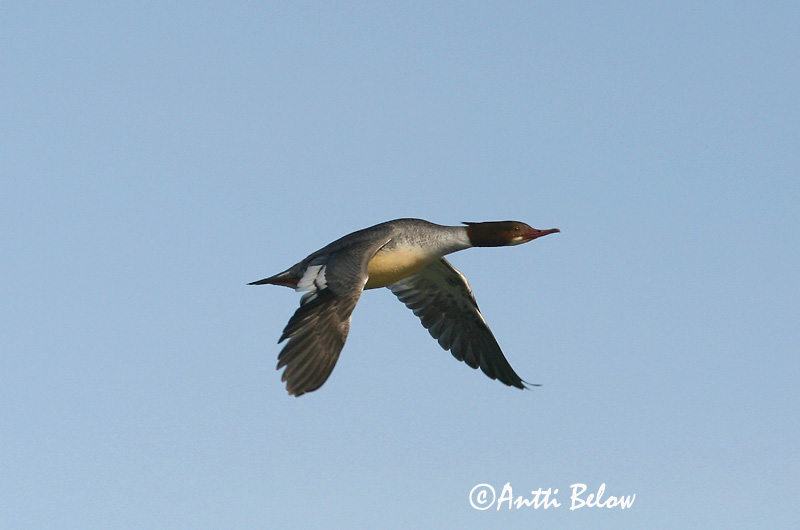 Avainsanat: Bec de serra gros Stor skallesluger Grote zaagbek Goosander Jääkoskel Isokoskelo Harle bièvre Gänsesäger Nagy bukó Gulönd Smergo maggiore Laksand Merganso-grande Mergus merganser Serreta Grande Storskrake