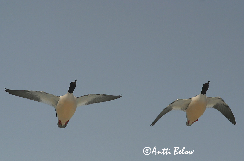 Avainsanat: Bec de serra gros Stor skallesluger Grote zaagbek Goosander Jääkoskel Isokoskelo Harle bièvre Gänsesäger Nagy bukó Gulönd Smergo maggiore Laksand Merganso-grande Mergus merganser Serreta Grande Storskrake