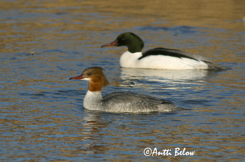Avainsanat: Bec de serra gros Stor skallesluger Grote zaagbek Goosander Jääkoskel Isokoskelo Harle bièvre Gänsesäger Nagy bukó Gulönd Smergo maggiore Laksand Merganso-grande Mergus merganser Serreta Grande Storskrake