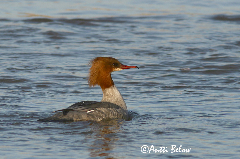 Avainsanat: Bec de serra gros Stor skallesluger Grote zaagbek Goosander Jääkoskel Isokoskelo Harle bièvre Gänsesäger Nagy bukó Gulönd Smergo maggiore Laksand Merganso-grande Mergus merganser Serreta Grande Storskrake