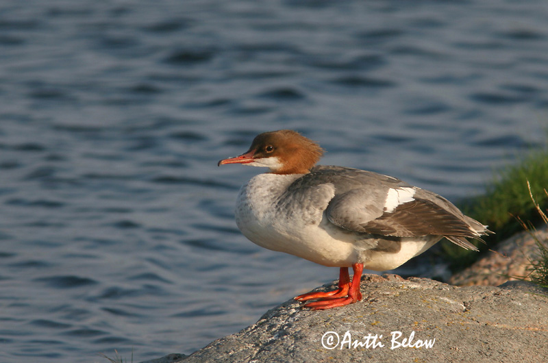 Avainsanat: Bec de serra gros Stor skallesluger Grote zaagbek Goosander Jääkoskel Isokoskelo Harle bièvre Gänsesäger Nagy bukó Gulönd Smergo maggiore Laksand Merganso-grande Mergus merganser Serreta Grande Storskrake