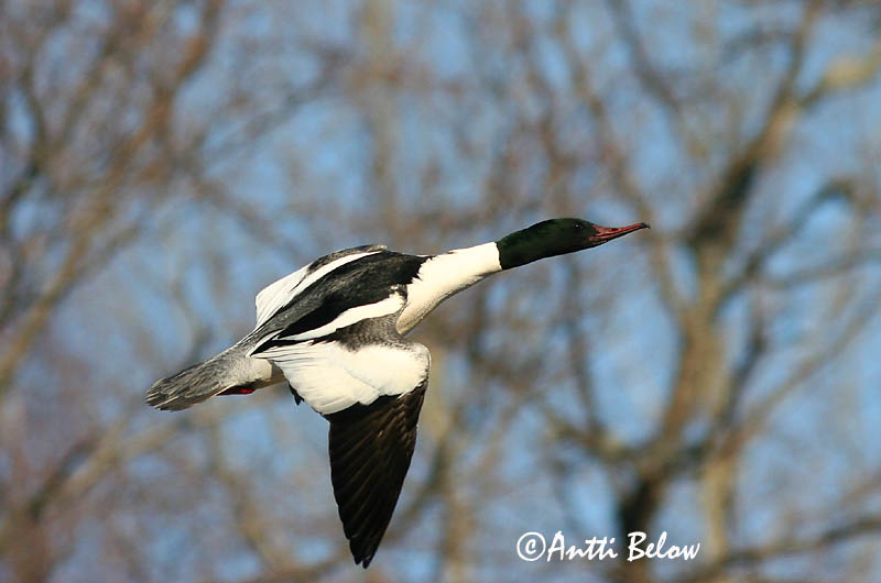 Avainsanat: Bec de serra gros Stor skallesluger Grote zaagbek Goosander Jääkoskel Isokoskelo Harle bièvre Gänsesäger Nagy bukó Gulönd Smergo maggiore Laksand Merganso-grande Mergus merganser Serreta Grande Storskrake