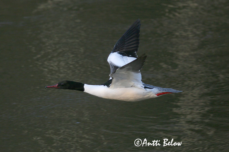 Avainsanat: Bec de serra gros Stor skallesluger Grote zaagbek Goosander Jääkoskel Isokoskelo Harle bièvre Gänsesäger Nagy bukó Gulönd Smergo maggiore Laksand Merganso-grande Mergus merganser Serreta Grande Storskrake