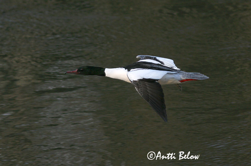 Avainsanat: Bec de serra gros Stor skallesluger Grote zaagbek Goosander Jääkoskel Isokoskelo Harle bièvre Gänsesäger Nagy bukó Gulönd Smergo maggiore Laksand Merganso-grande Mergus merganser Serreta Grande Storskrake