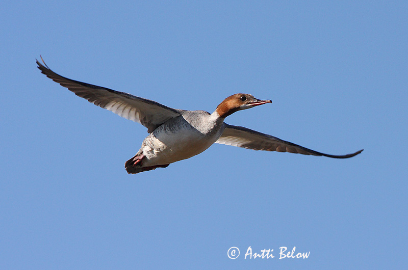 Avainsanat: Bec de serra gros Stor skallesluger Grote zaagbek Goosander Jääkoskel Isokoskelo Harle bièvre Gänsesäger Nagy bukó Gulönd Smergo maggiore Laksand Merganso-grande Mergus merganser Serreta Grande Storskrake