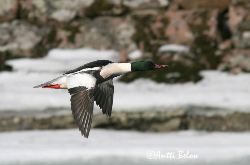 Avainsanat: Bec de serra gros Stor skallesluger Grote zaagbek Goosander Jääkoskel Isokoskelo Harle bièvre Gänsesäger Nagy bukó Gulönd Smergo maggiore Laksand Merganso-grande Mergus merganser Serreta Grande Storskrake
