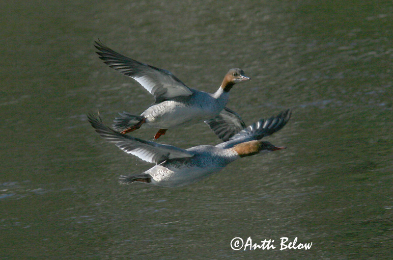 Avainsanat: Bec de serra gros Stor skallesluger Grote zaagbek Goosander Jääkoskel Isokoskelo Harle bièvre Gänsesäger Nagy bukó Gulönd Smergo maggiore Laksand Merganso-grande Mergus merganser Serreta Grande Storskrake