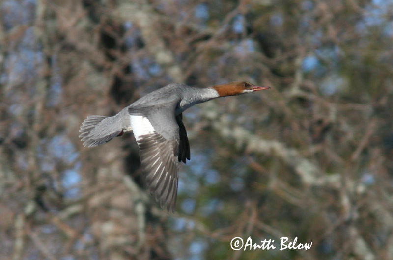 Avainsanat: Bec de serra gros Stor skallesluger Grote zaagbek Goosander Jääkoskel Isokoskelo Harle bièvre Gänsesäger Nagy bukó Gulönd Smergo maggiore Laksand Merganso-grande Mergus merganser Serreta Grande Storskrake