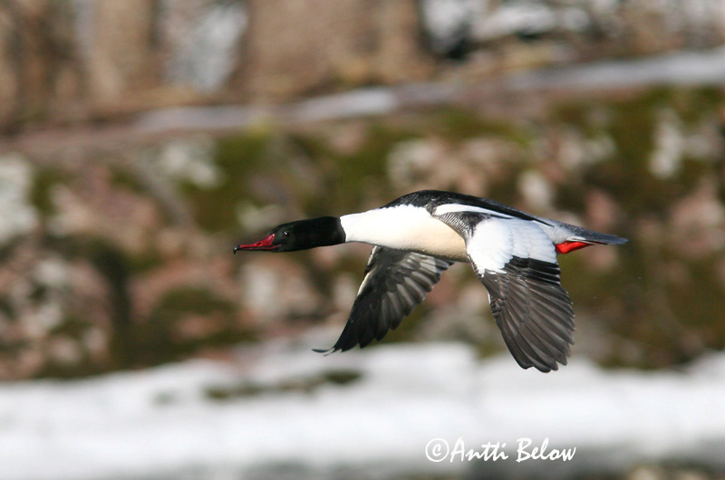 Avainsanat: Bec de serra gros Stor skallesluger Grote zaagbek Goosander Jääkoskel Isokoskelo Harle bièvre Gänsesäger Nagy bukó Gulönd Smergo maggiore Laksand Merganso-grande Mergus merganser Serreta Grande Storskrake