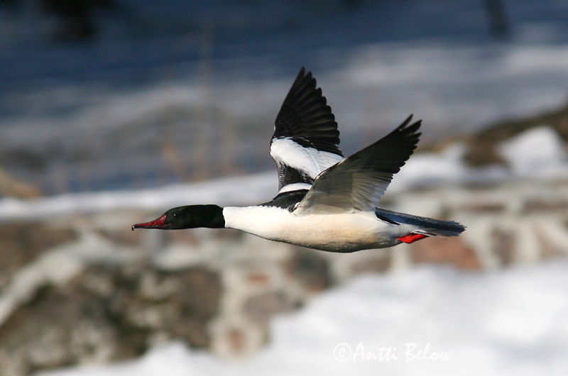 Avainsanat: Bec de serra gros Stor skallesluger Grote zaagbek Goosander Jääkoskel Isokoskelo Harle bièvre Gänsesäger Nagy bukó Gulönd Smergo maggiore Laksand Merganso-grande Mergus merganser Serreta Grande Storskrake